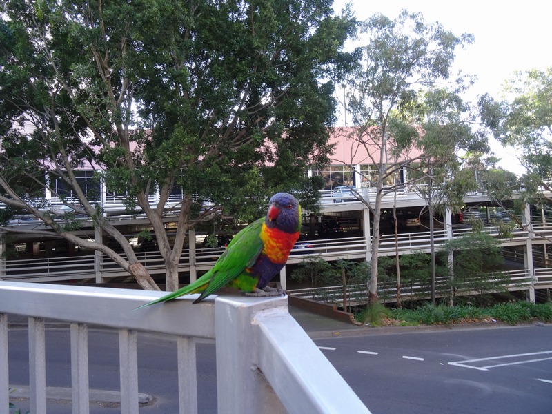 Sydney, papagaj